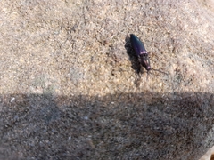 Ctenicera cuprea