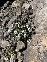 Draba fladnizensis
