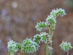 Cryptantha gracilis