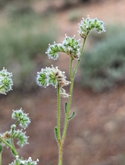 Cryptantha gracilis