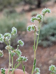 Cryptantha gracilis