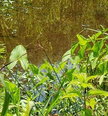 Sagittaria australis