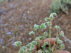 Cryptantha gracilis