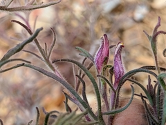 Cordylanthus kingii helleri