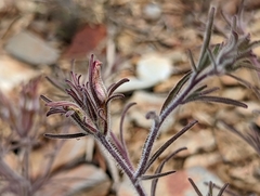 Cordylanthus kingii helleri