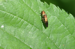 Agrilus viridis