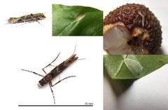 Conopomorpha sinensis