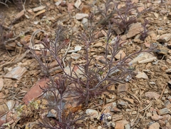 Cordylanthus kingii helleri