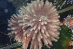 Eudistylia polymorpha