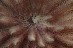 Eudistylia polymorpha