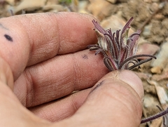 Cordylanthus kingii helleri