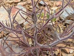 Cordylanthus kingii helleri