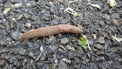 Tandonia rustica
