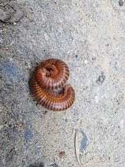 Thyropygus allevatus