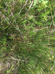 Juncus balticus littoralis