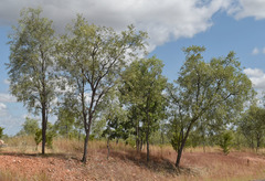 Acacia hemignosta
