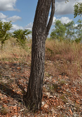 Acacia hemignosta