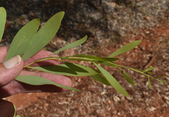 Acacia hemignosta