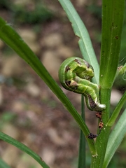 Catoria sublavaria