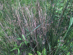 Juncus balticus littoralis