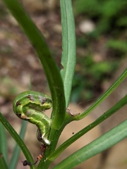 Catoria sublavaria