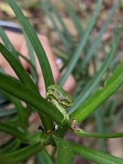 Catoria sublavaria