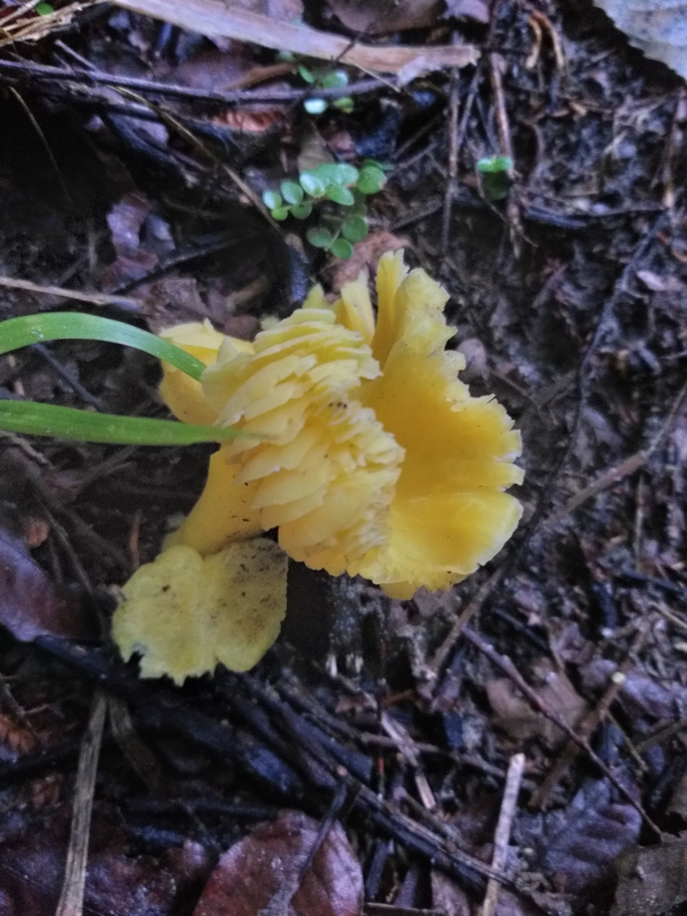 Waxcaps from Kaihoka 7073, New Zealand on June 06, 2022 at 02:24 PM by ...