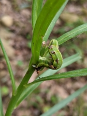 Catoria sublavaria