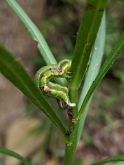 Catoria sublavaria