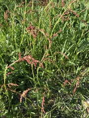 Rumex