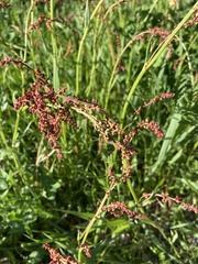 Rumex