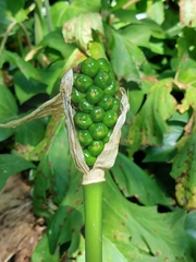 Arum italicum