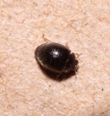 Stethorus pusillus
