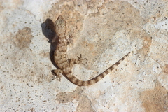 Tropiocolotes algericus