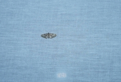 Eupithecia tantillaria