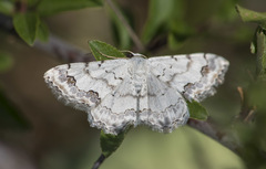 Scopula decorata