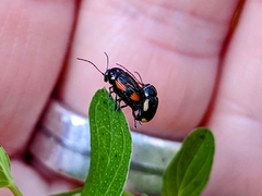 Cryptocephalus moraei