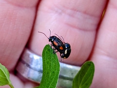 Cryptocephalus moraei