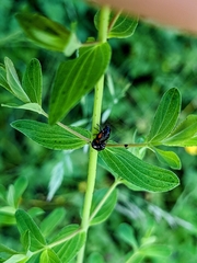 Cryptocephalus moraei
