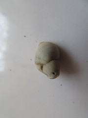 Carychium