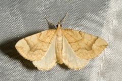 Eulithis mellinata
