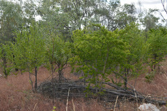 Petalostigma banksii