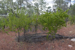 Petalostigma banksii