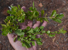 Petalostigma banksii