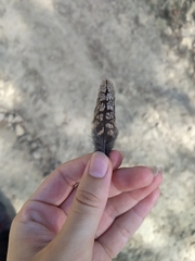 Caprimulgus europaeus