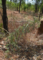 Indigofera pratensis