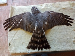 Accipiter ovampensis