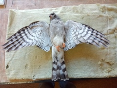 Accipiter ovampensis