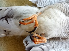 Accipiter ovampensis