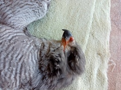 Accipiter ovampensis